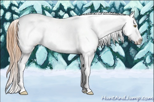 Horse Color:Gold Champagne Varnish