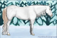 Horse Color:Gold Champagne Appaloosa 