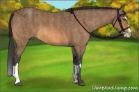 Horse Color:Buckskin Roan Splash Frame  Brindle