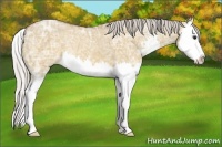 Horse Color:Silver Bay Ice Dun Sabino Splash 