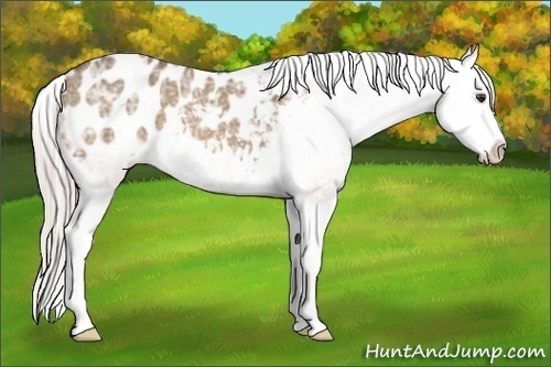 Horse Color:Silver Bay Ice Dun Sabino Splash Appaloosa