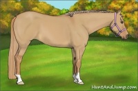 Horse Color:Red Dun 