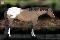 Horse Color:Brown Dun Snowcap Rabicano 