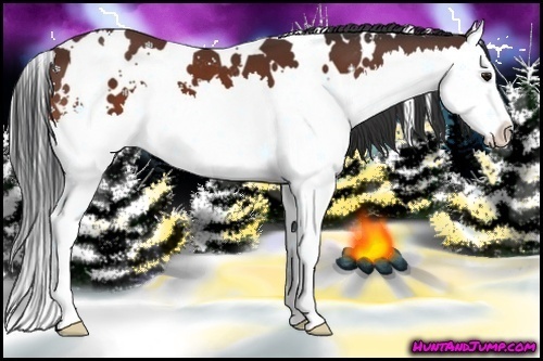 Horse Color:White Spotted Bay Splash