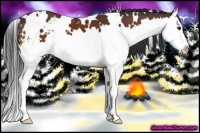 Horse Color:White Spotted Bay Splash