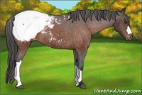 Horse Color:Brown Snowcap