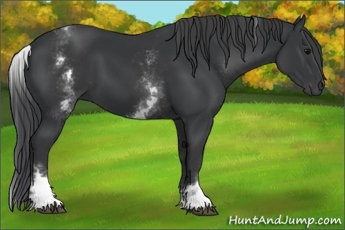 Horse Color:White Spotted Black 