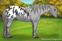 Horse Color:Black Appaloosa