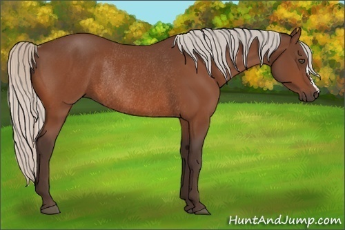 Horse Color:Silver Bay Rabicano