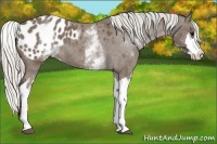 Horse Color:White Spotted Silver Blue Roan Splash Frame Appaloosa
