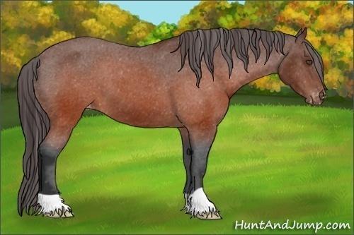 Horse Color:Brown Appaloosa