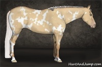 Horse Color:White Spotted Silver Classic Champagne Dun 