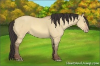 Horse Color:Amber Champagne Dun 