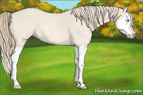 Horse Color:Perlino Roan Splash