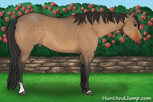 Horse Color:Bay Dun Sabino