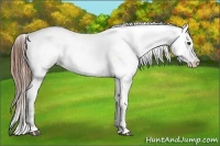 Horse Color:Red Dun Appaloosa 