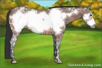Horse Color:Bay Ice Frame 