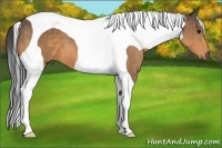 Horse Color:Buckskin Tobiano 