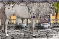 Horse Color:Liver Chestnut Sabino Appaloosa 