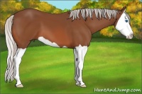 Horse Color:Silver Bay Splash