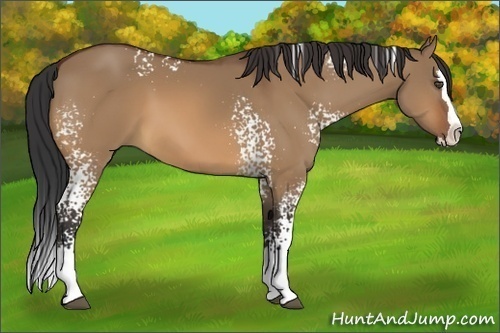 Horse Color:White Spotted Bay Dun Sabino Splash
