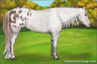 Horse Color:Chestnut Ice Appaloosa 