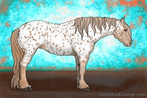 Horse Color:Chestnut Near Leopard