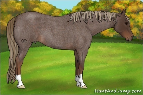 Horse Color:Liver Red Roan Frame