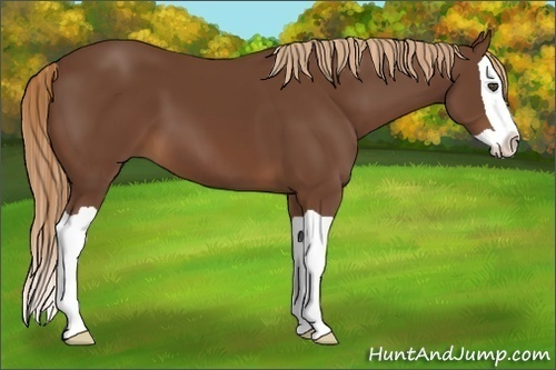 Horse Color:Chestnut Splash
