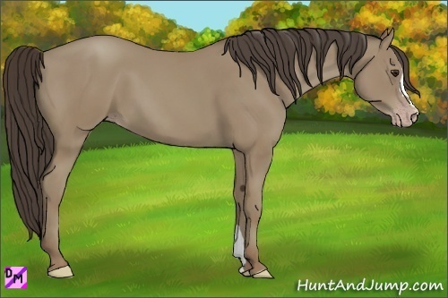 Horse Color:Classic Champagne
