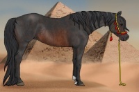 Horse Color:Brown Rabicano Brindle
