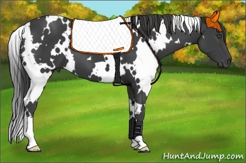 Horse Color:White Spotted Smoky Black