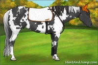 Horse Color:White Spotted Smoky Black