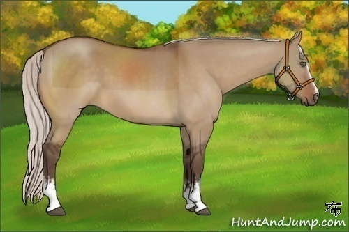 Horse Color:White Spotted Silver Bay Dun 