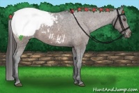 Horse Color:Brown Snowcap