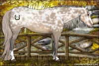 Horse Color:Silver Brown Ice Dun Sabino