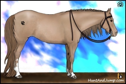 Horse Color:Black Pearl Sabino Rabicano
