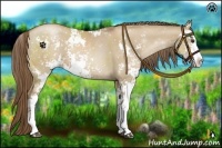 Horse Color:Grullo Pearl Sabino