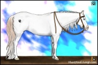 Horse Color:Buckskin Pearl Dun Sabino 