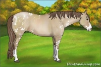 Horse Color:Grullo Pearl Sabino
