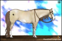 Horse Color:Grullo Pearl Sabino