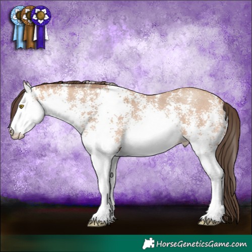 Horse Color:White Spotted Amber Champagne 
