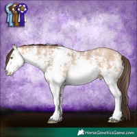 Horse Color:White Spotted Amber Champagne 