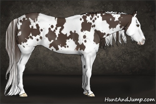 Horse Color:White Spotted Liver Chestnut Splash 
