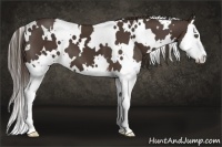 Horse Color:White Spotted Liver Chestnut Splash