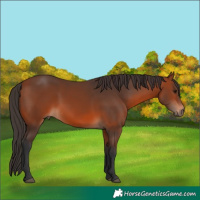 Horse Color:Bay 