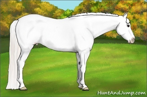 Horse Color:White Spotted Silver Black Splash Frame Appaloosa
