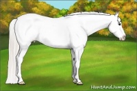 Horse Color:White Spotted Silver Black Splash Frame Varnish 