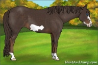 Horse Color:Liver Chestnut Frame 