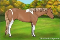 Horse Color:Chestnut Tobiano